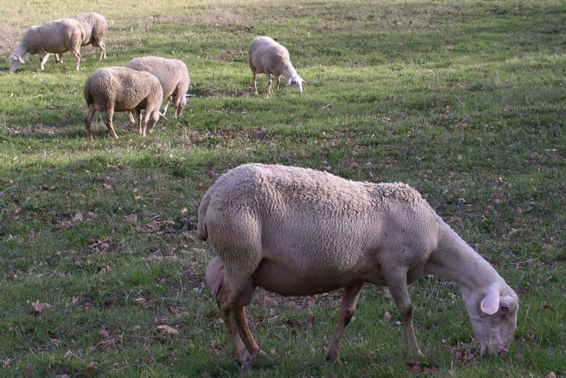 Lakayune schapenras