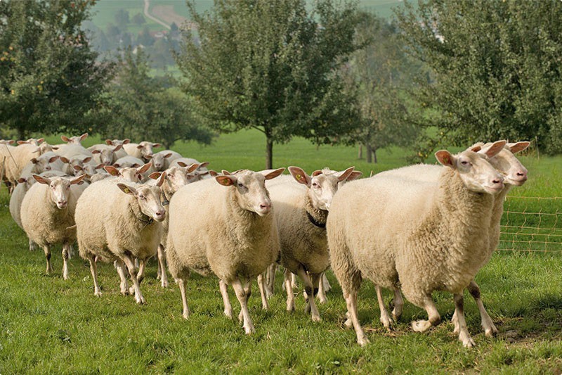 Oost-Friese schapen