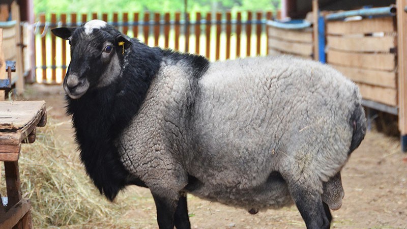 Romanov schapenras