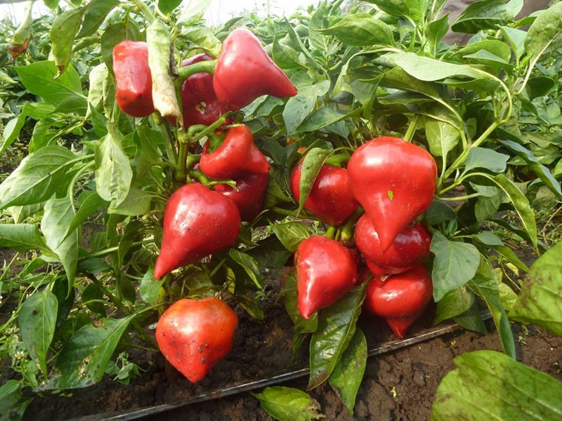 uzgoj slatke paprike na Uralu