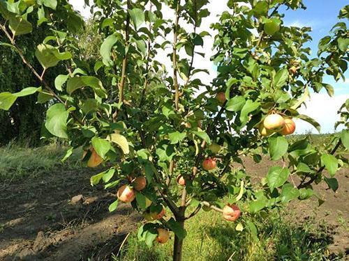 Mlado stablo jabuke Grushovka Moskva