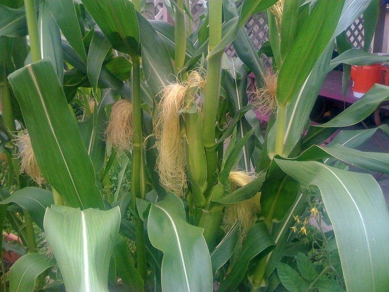 uzgoj kukuruza za kokice