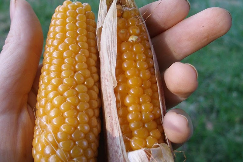 Koja je razlika između kukuruza kokica i običnih kokica