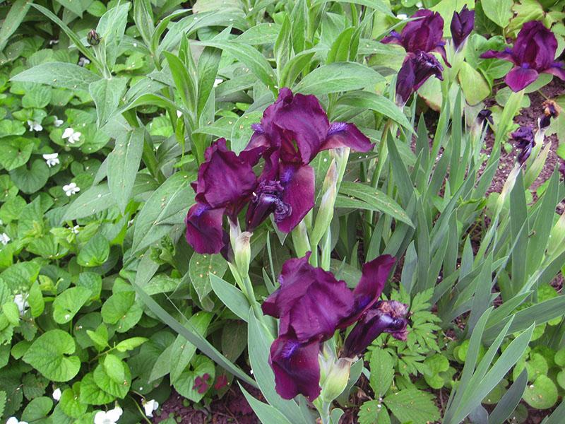 iris kersenboomgaard