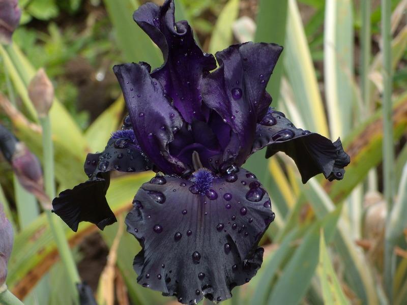 iris zwarte draak