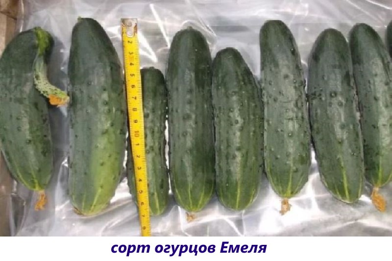 emelya komkommervariëteit