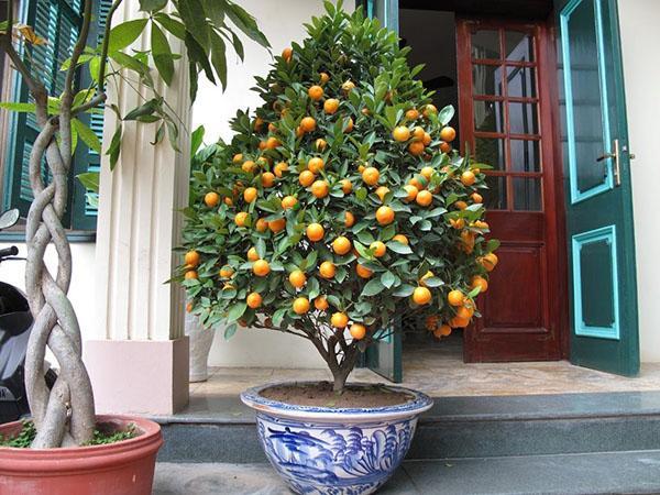 kumquat op het terras
