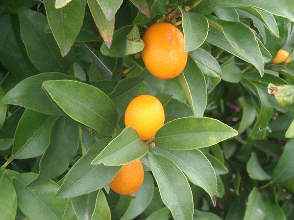 kumquat maleis