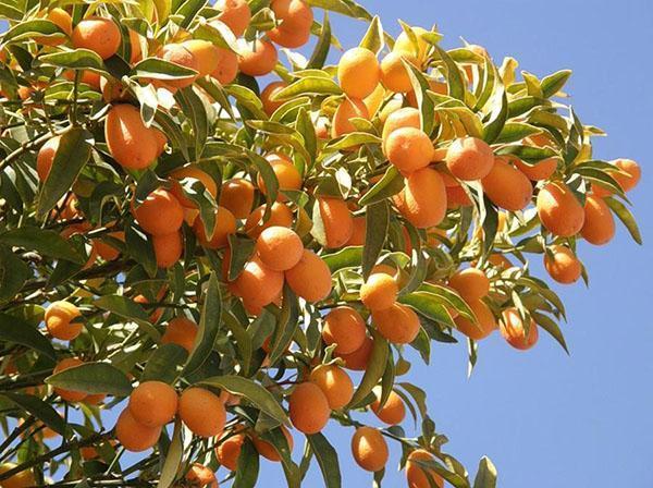 kumquat-variëteiten