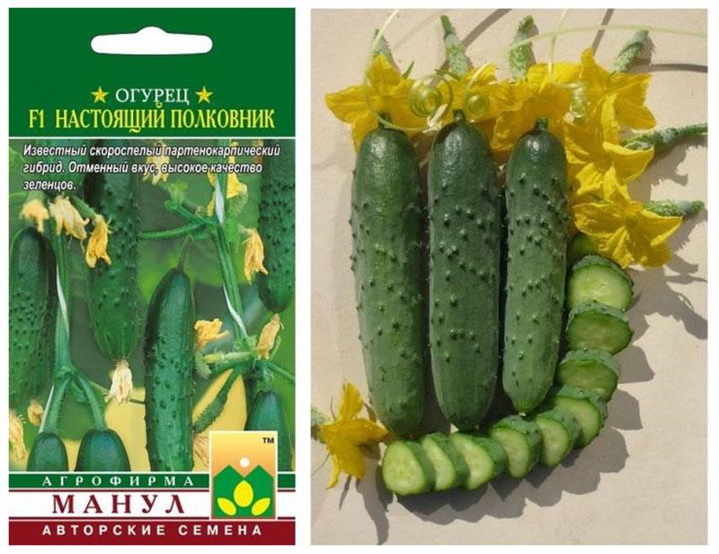 vroegrijpe hybride variëteit van komkommers echte kolonel
