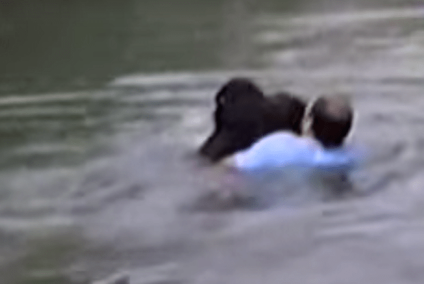 Fénykép a youtube -on A víz annyira zavaros volt, hogy Rick nem látta, hol van a csimpánz, ezért felnézett a sikoltozó tömegre, hogy irányt találjon. A Chicago Tribune -nak elmagyarázta, mi történt a vízben.