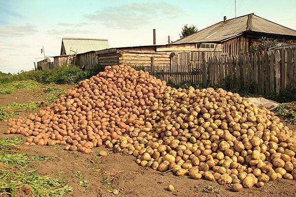 Oogst van verschillende soorten aardappelen