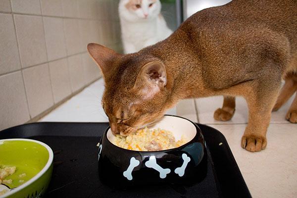 prirodna hrana za mačke