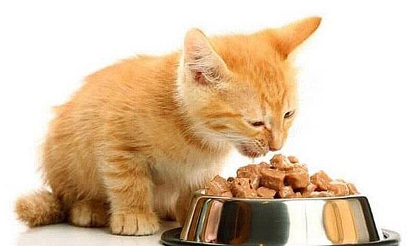 tekuća hrana za mačiće