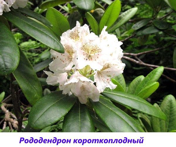 Rododendron kratkog ploda