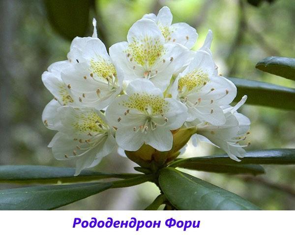 rododendron fori