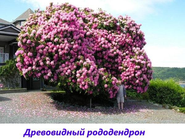 rododendron stabla
