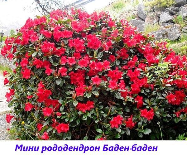 mini rododendron Baden-Baden
