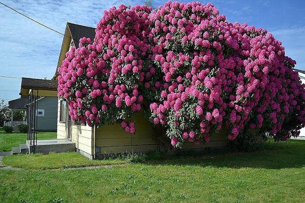 cvjetajući rododendron