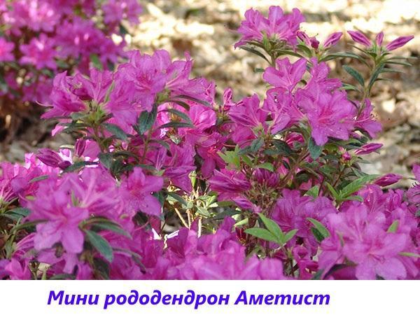 mini rododendron ametist