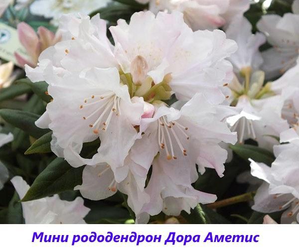 mini rododendron Dora Ametis