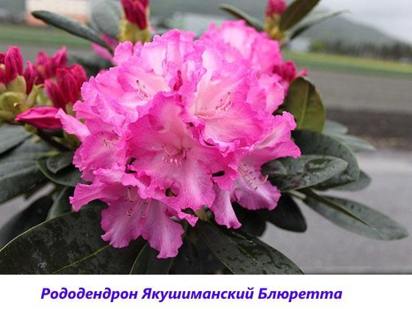 rododendron Yakushimansky Bluuretta