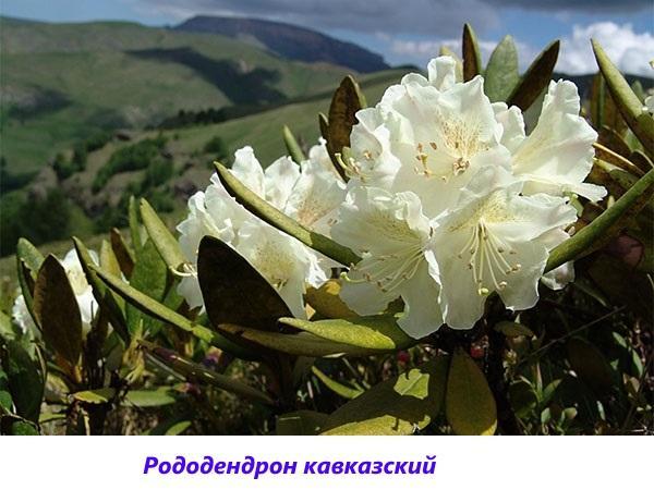 Rhododendron kavkaski