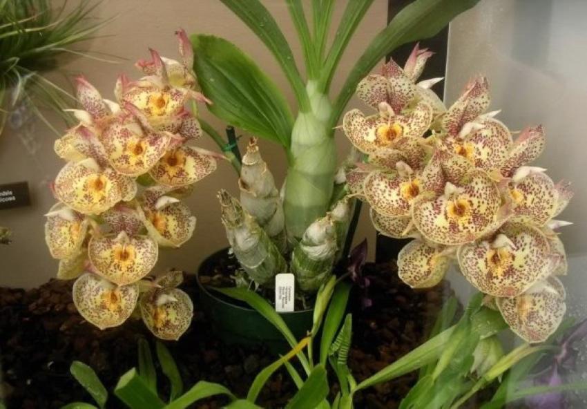 značajke katazetuma orhideja