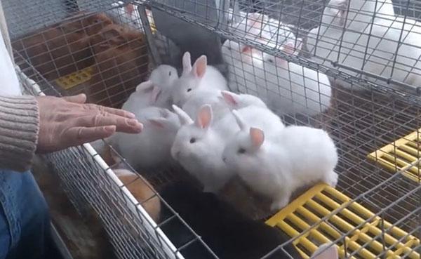 Držanje zečeva u kavezima