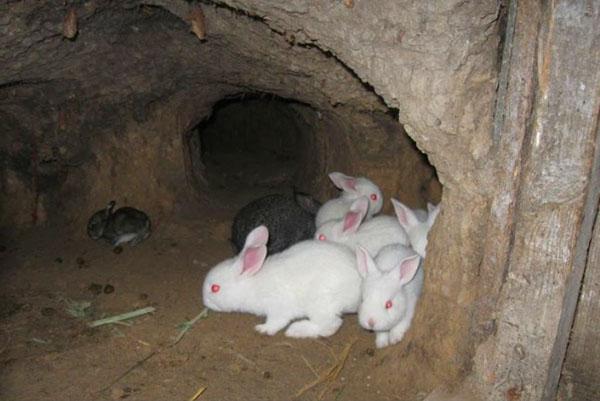 Uzgoj zečeva u jami