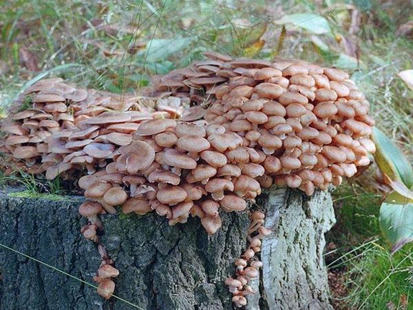paddenstoelen kweken op een boomstronk