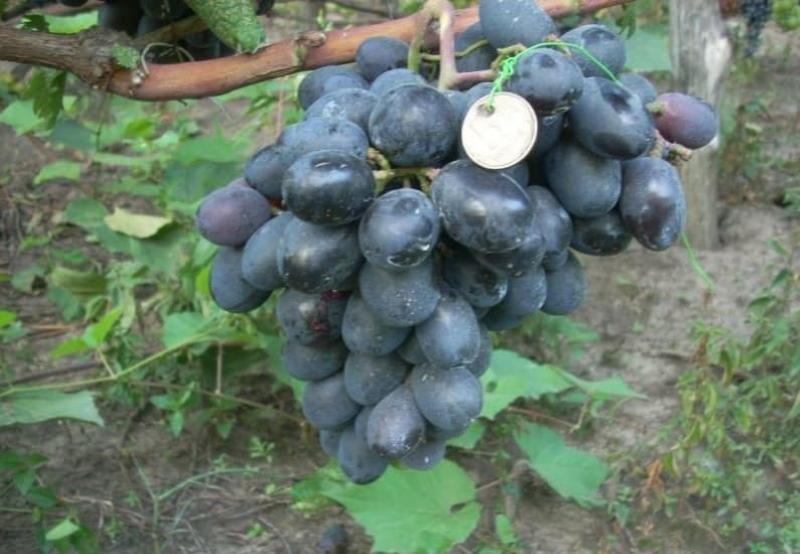druiven buffet variëteit beschrijving