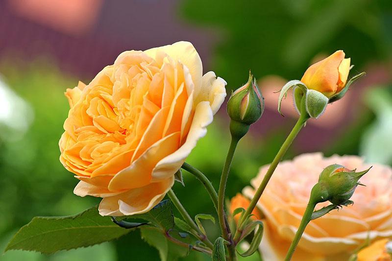 hibridne čajne ruže