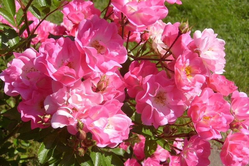 cvijeće u zemlji polyanthus ruže