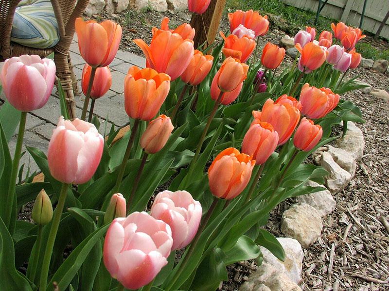 divni cvjetajući tulipani