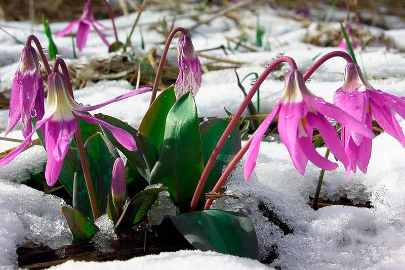 kandyk cvijet pod snijegom