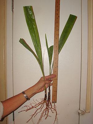 Veličina sadnica datulje palme