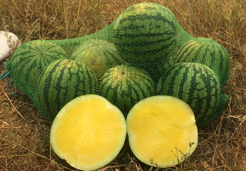 de beste soorten gele watermeloen