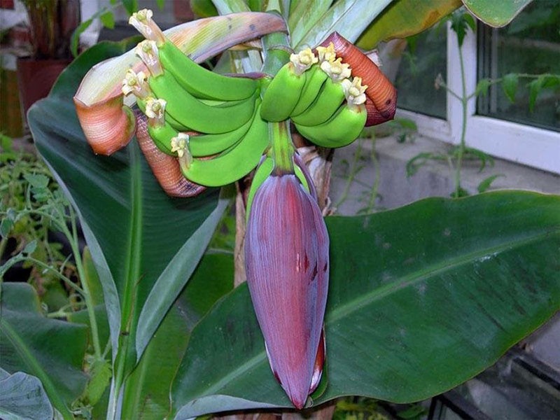 stablo banane u cvatu