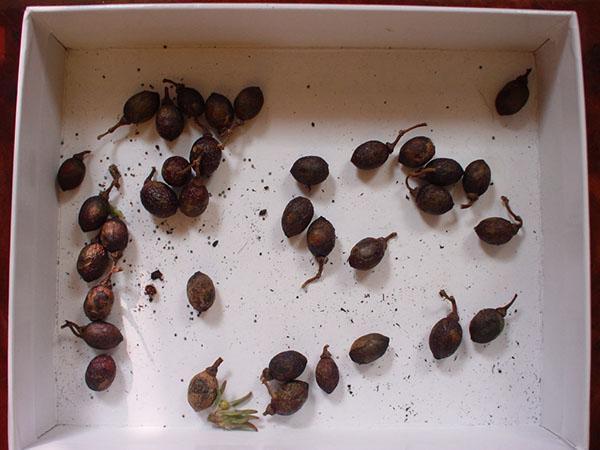 kontrola kvalitete sjemena lovora