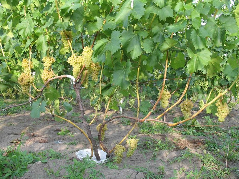 druiven verbouwen