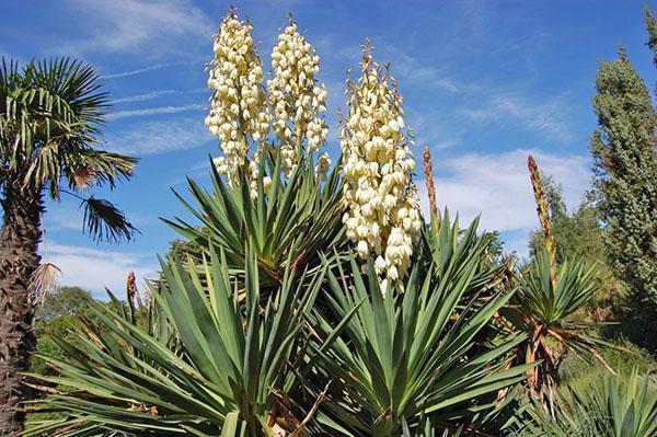 Yucca nitaste prirode