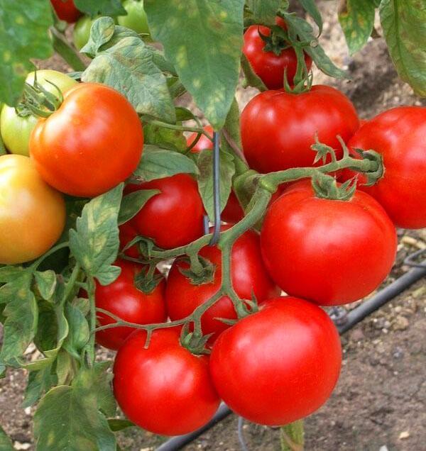Niet erg grote dichte tomaten worden gekozen om te zouten.