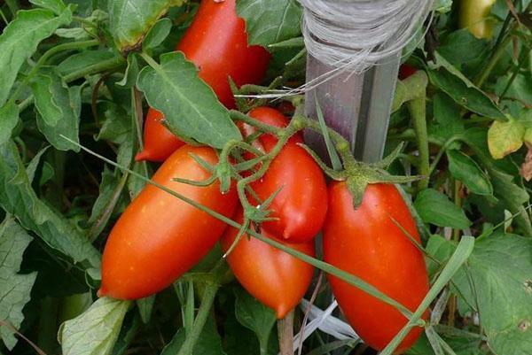 Buratino-tomaten