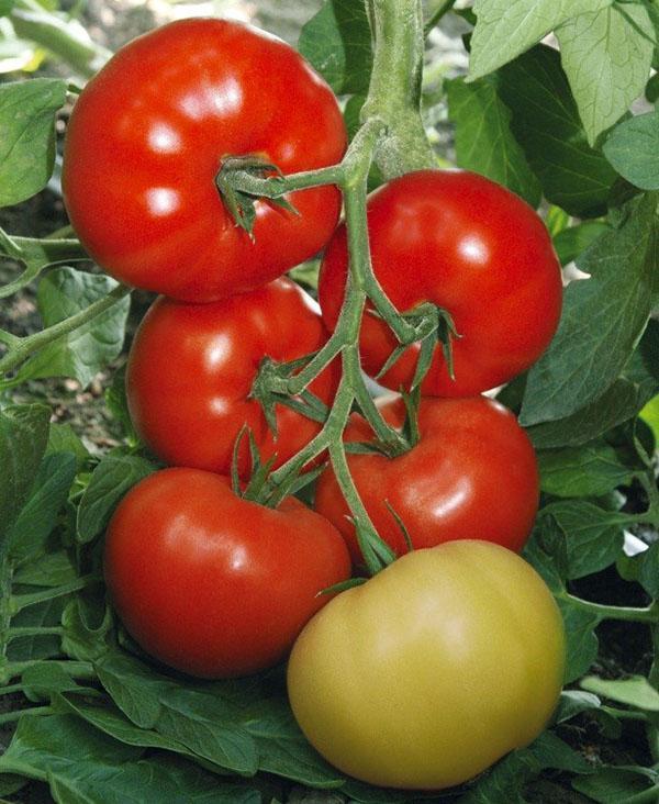 Verlioka rajčica