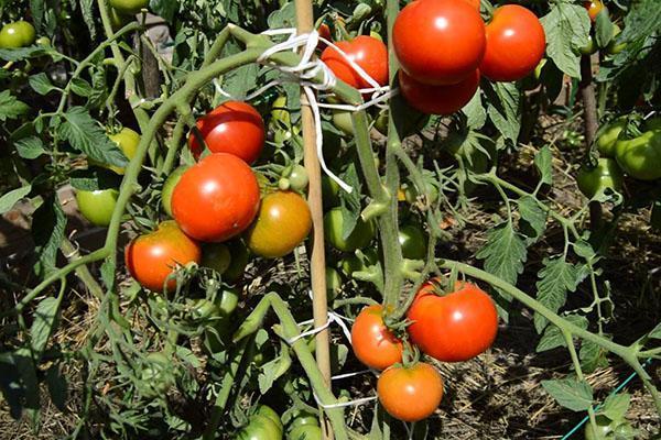Sorta rajčice Ljetni stanovnik