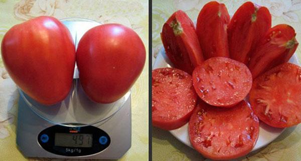 vlezige vrucht van tomaat
