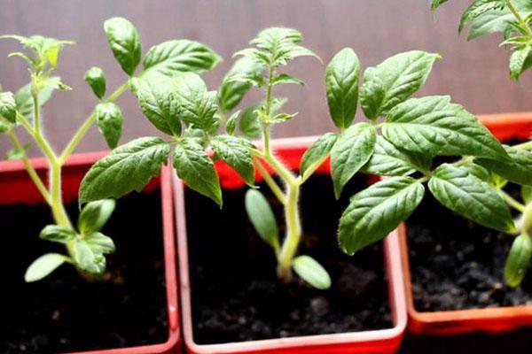 groeiende tomatenzaailingen Batyan