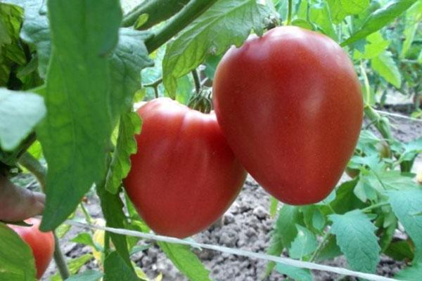 sla tomaat Batianya