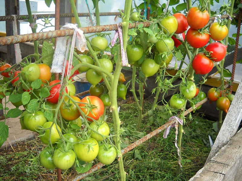 grote variëteit aan tomaten Yubileiny Tarasenko